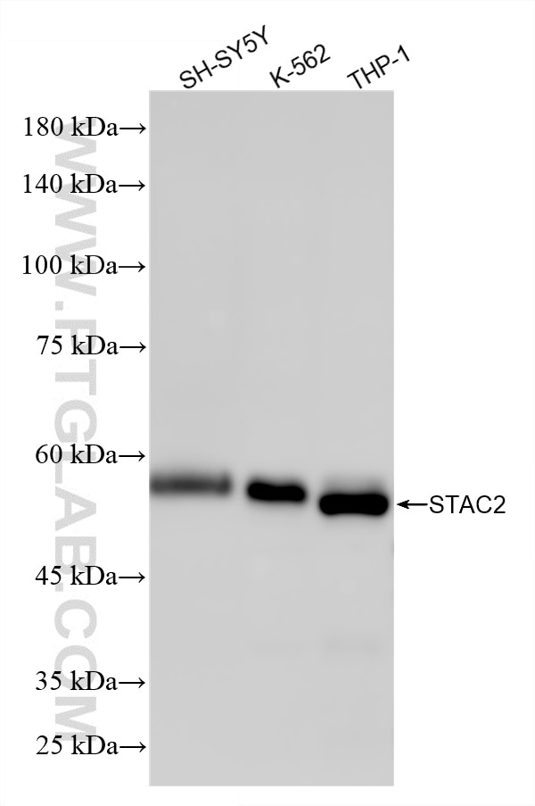 Various lysates were subjected to SDS PAGE followed by western blot with 87115-2-RR (STAC2 antibody) at dilution of 1:10000 incubated at room temperature for 1.5 hours. Western Blot (WB) analysis of various lysates using STAC2 Recombinant monoclonal antibody (87115-2-RR)