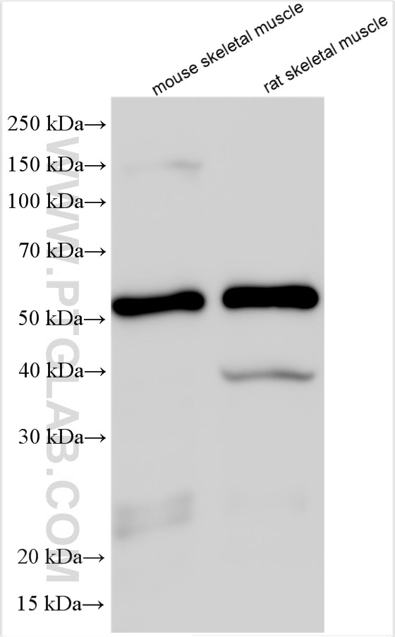 Western Blot (WB) analysis of various lysates using STAC3 Polyclonal antibody (20392-1-AP)