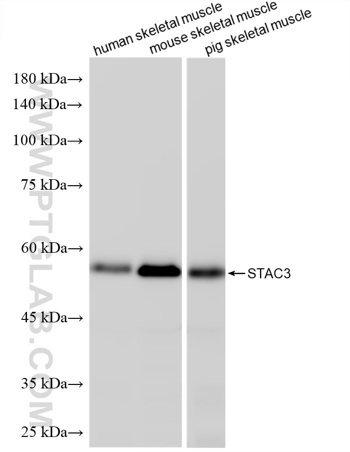 Western Blot (WB) analysis of various lysates using STAC3 Recombinant monoclonal antibody (87924-1-RR)
