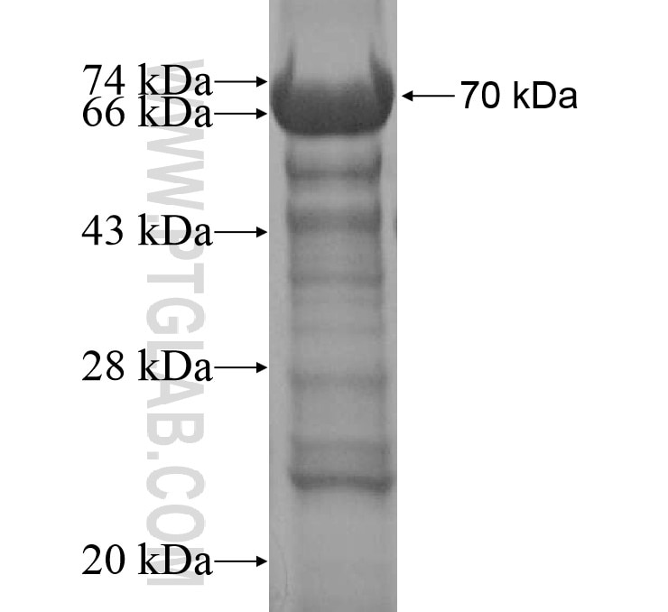 STAC3 fusion protein Ag14232 SDS-PAGE