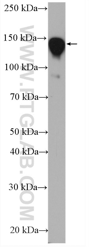 Western Blot (WB) analysis of Raji cells using STAG1 Polyclonal antibody (14015-1-AP)