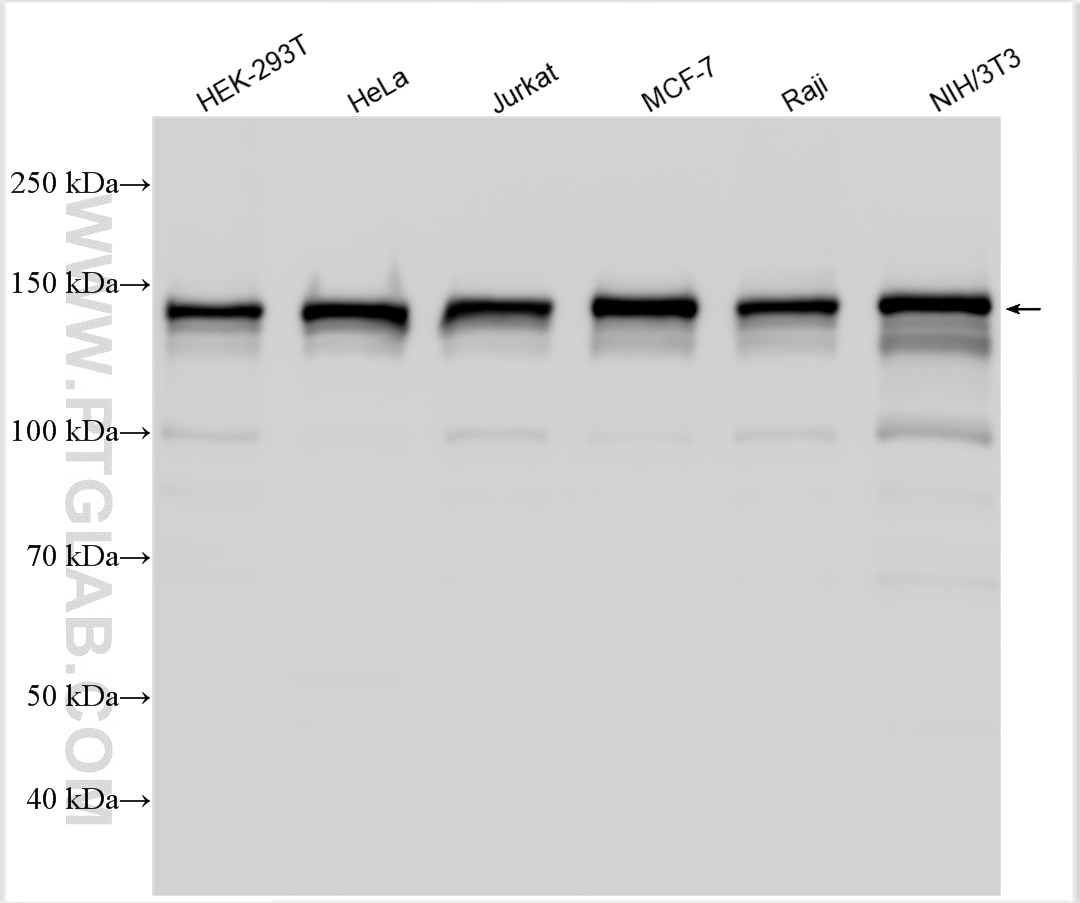 Western Blot (WB) analysis of various lysates using STAG1 Polyclonal antibody (14015-1-AP)