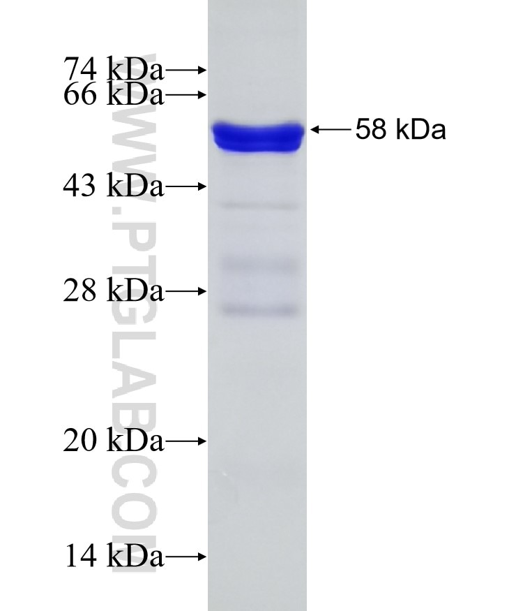 STAG1 fusion protein Ag27603 SDS-PAGE