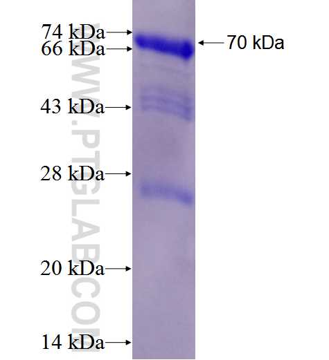 STAG1 fusion protein Ag5123 SDS-PAGE