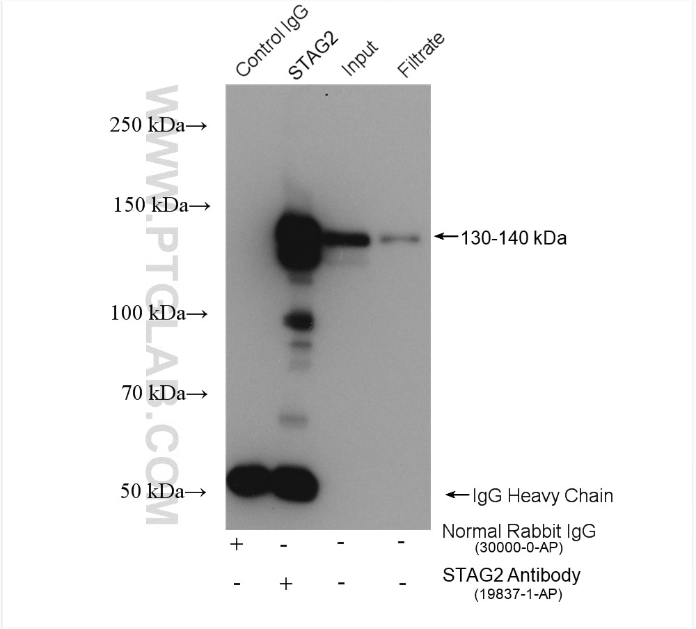 Immunoprecipitation (IP) experiment of MCF-7 cells using STAG2 Polyclonal antibody (19837-1-AP)