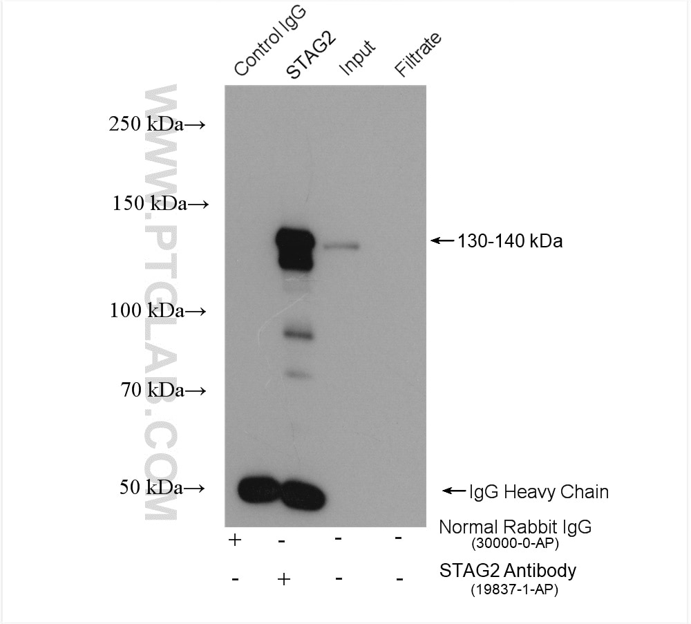 Immunoprecipitation (IP) experiment of U-251 cells using STAG2 Polyclonal antibody (19837-1-AP)