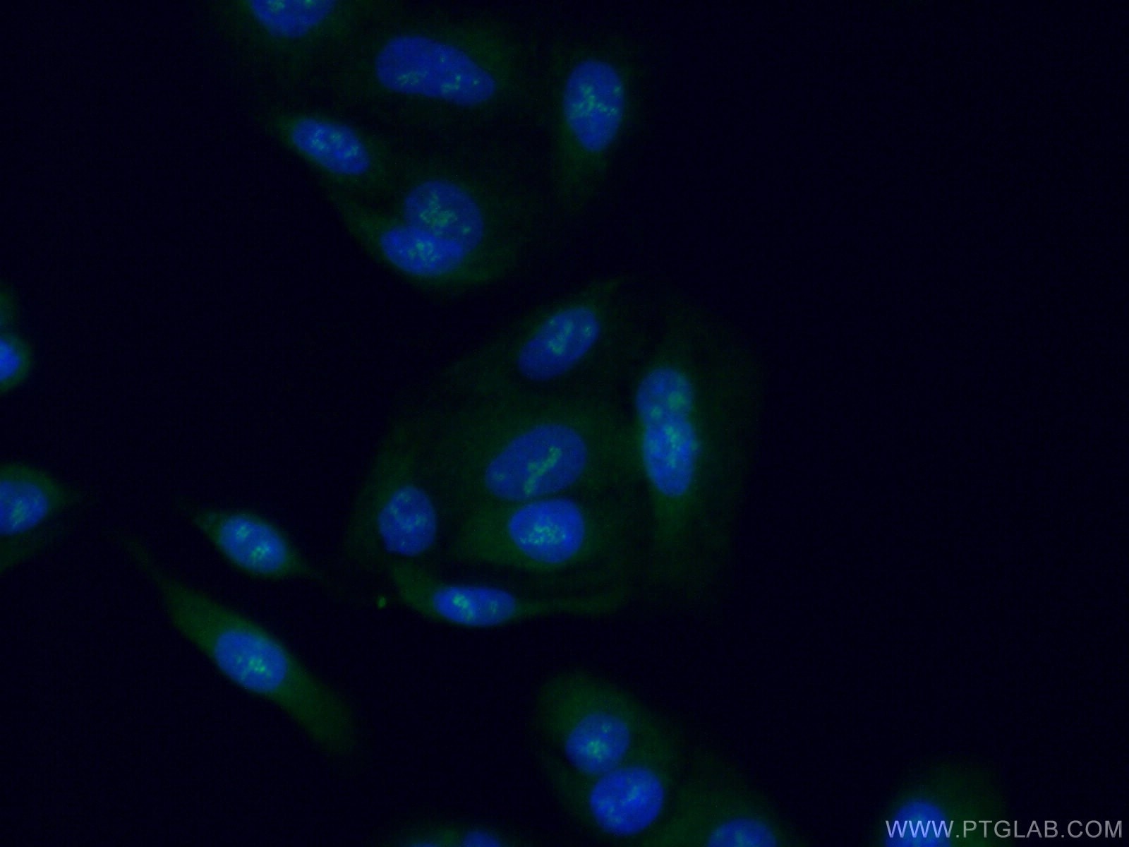 Immunofluorescence (IF) / fluorescent staining of A549 cells using STAG3 Polyclonal antibody (23314-1-AP)
