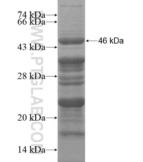 STAG3 fusion protein Ag19818 SDS-PAGE