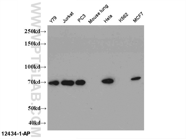 Western Blot (WB) analysis of Multi-cells using STAM Polyclonal antibody (12434-1-AP)