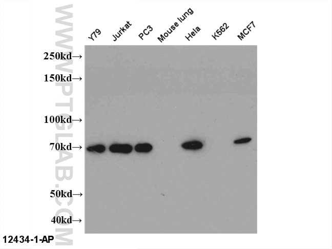 WB analysis of Multi-cells using 12434-1-AP