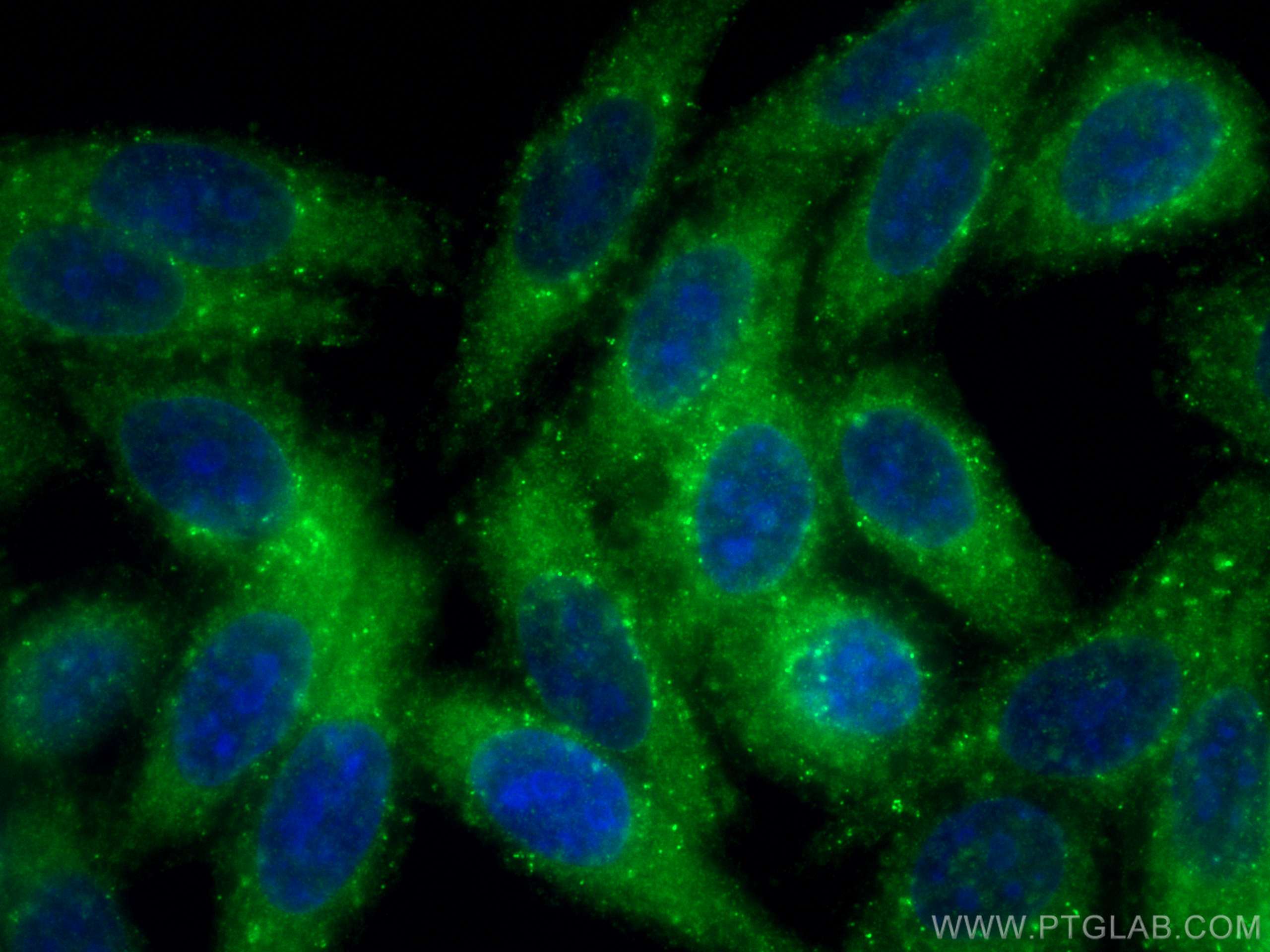 IF Staining of HepG2 using 12434-1-AP