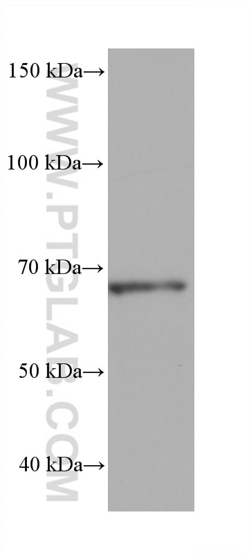 WB analysis of RAW 264.7 using 68628-1-Ig