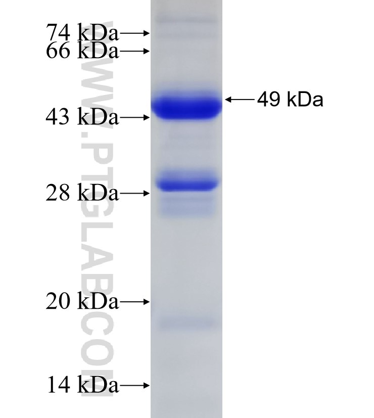 STAM fusion protein Ag33192 SDS-PAGE