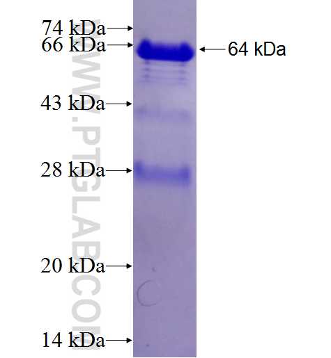 STAM fusion protein Ag3112 SDS-PAGE