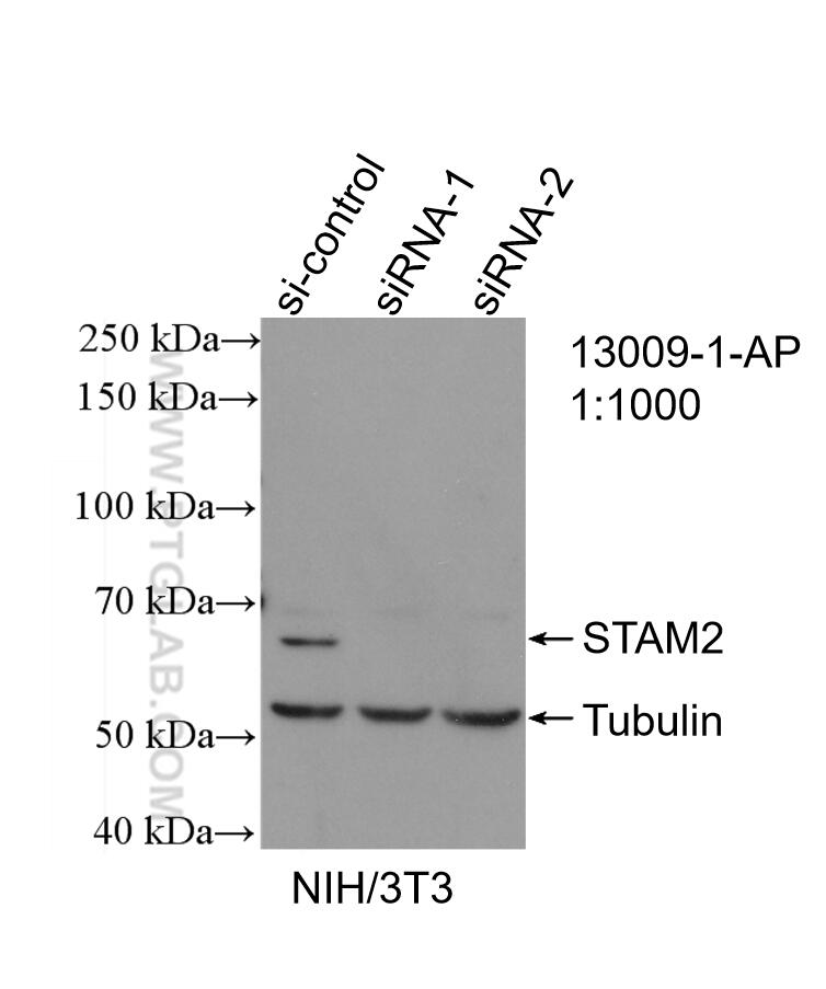 Western Blot (WB) analysis of NIH/3T3 cells using STAM2 Polyclonal antibody (13009-1-AP)