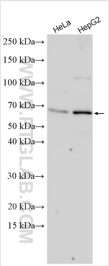 Western Blot (WB) analysis of various lysates using STAM2 Polyclonal antibody (13009-1-AP)