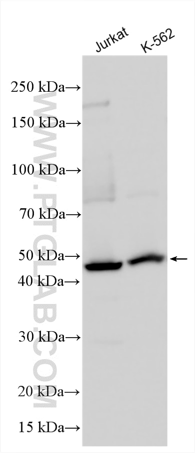 Western Blot (WB) analysis of various lysates using STAMBP Polyclonal antibody (11346-1-AP)