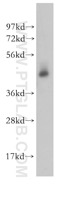 Western Blot (WB) analysis of mouse brain tissue using STAMBP Polyclonal antibody (11346-1-AP)