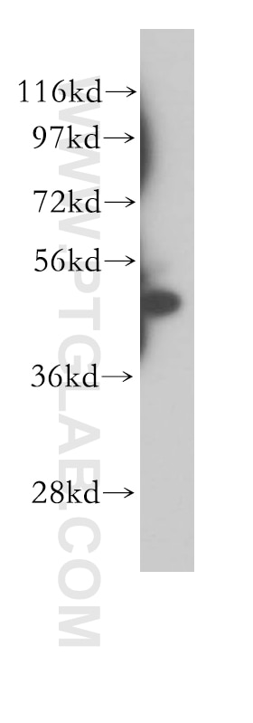 Western Blot (WB) analysis of human placenta tissue using STAMBP Polyclonal antibody (11346-1-AP)