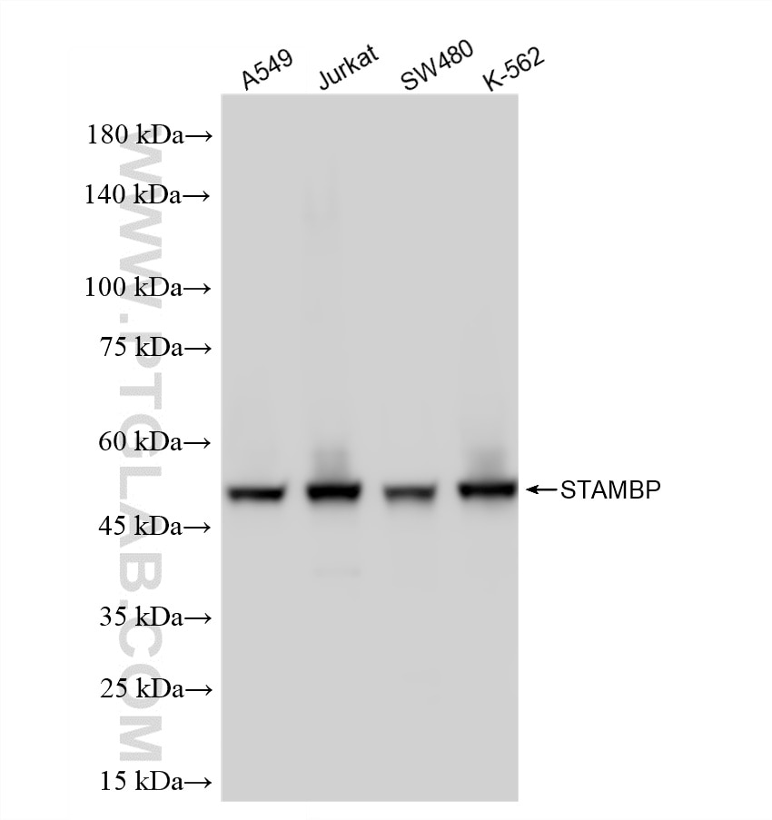 Western Blot (WB) analysis of various lysates using STAMBP Recombinant monoclonal antibody (86601-3-RR)