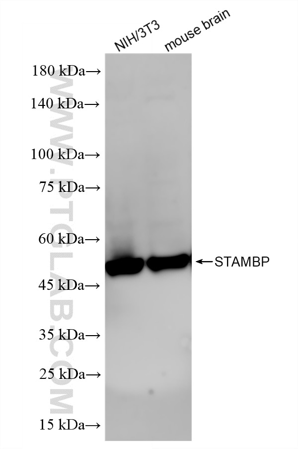 Western Blot (WB) analysis of various lysates using STAMBP Recombinant monoclonal antibody (86601-3-RR)