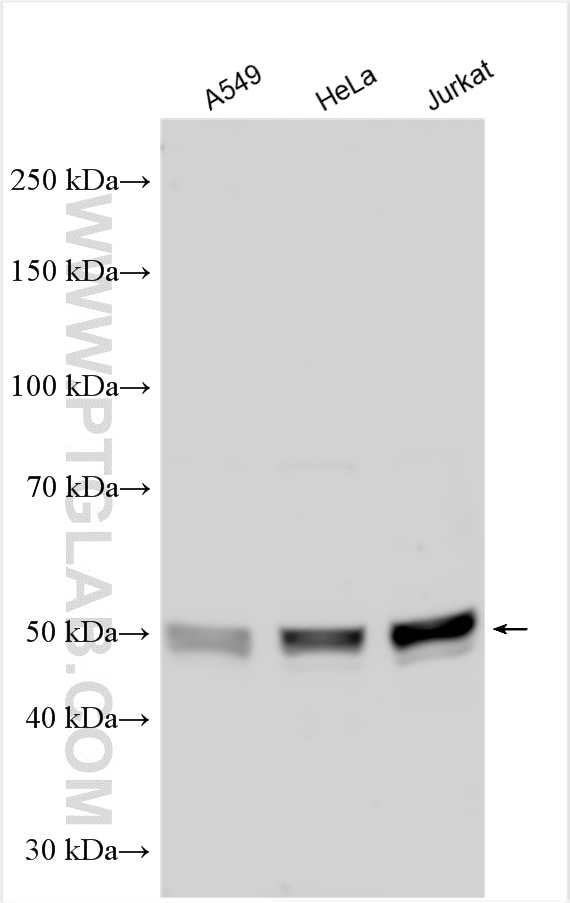 Western Blot (WB) analysis of various lysates using STAMBPL1 Polyclonal antibody (27315-1-AP)