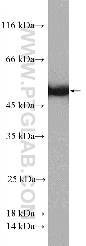 Western Blot (WB) analysis of MCF-7 cells using STAMBPL1 Polyclonal antibody (27315-1-AP)