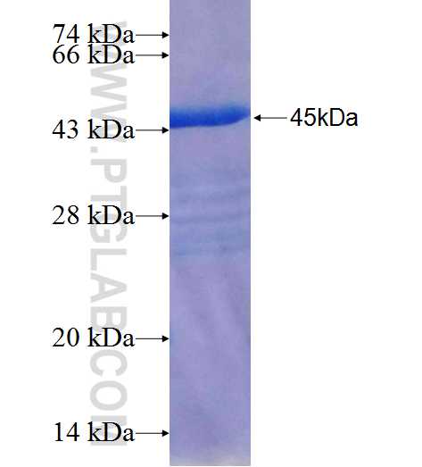 STAMBPL1 fusion protein Ag26308 SDS-PAGE