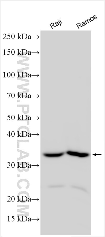 Western Blot (WB) analysis of various lysates using STAP1 Polyclonal antibody (31732-1-AP)