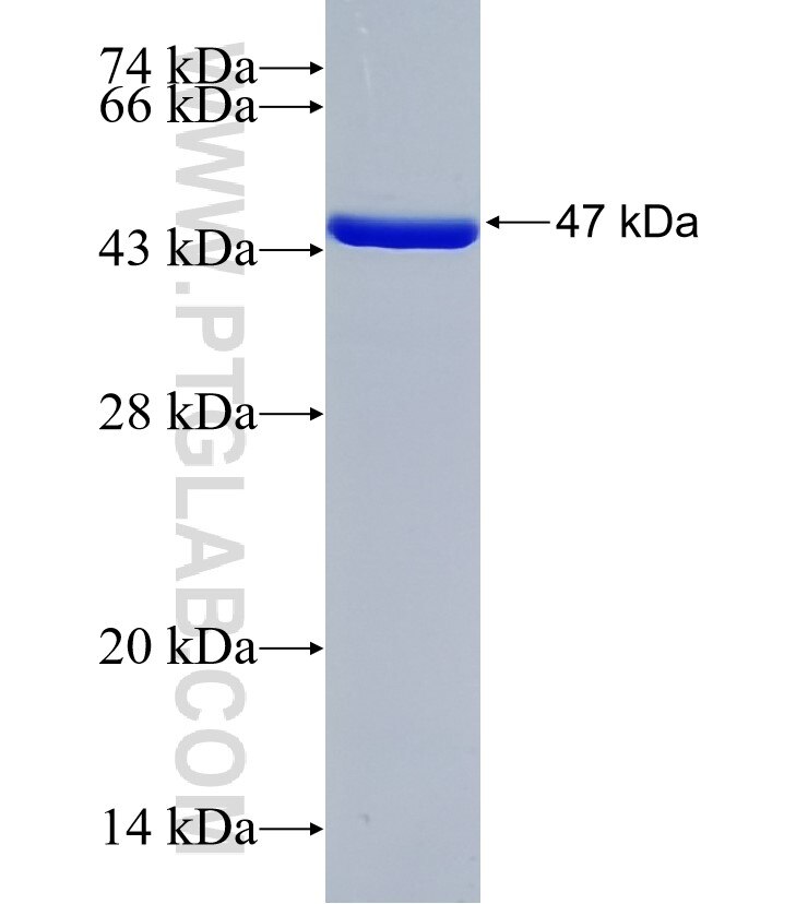 STAP1 fusion protein Ag35196 SDS-PAGE