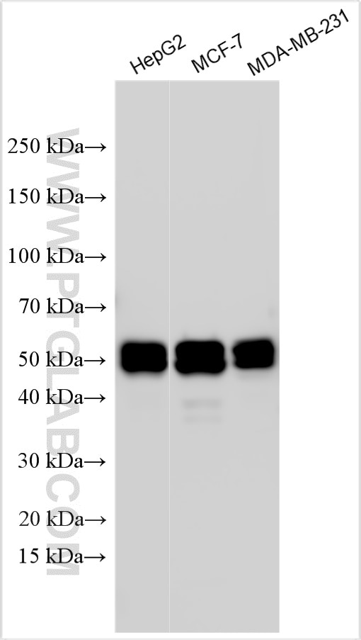 Western Blot (WB) analysis of various lysates using STAP2 Polyclonal antibody (30516-1-AP)
