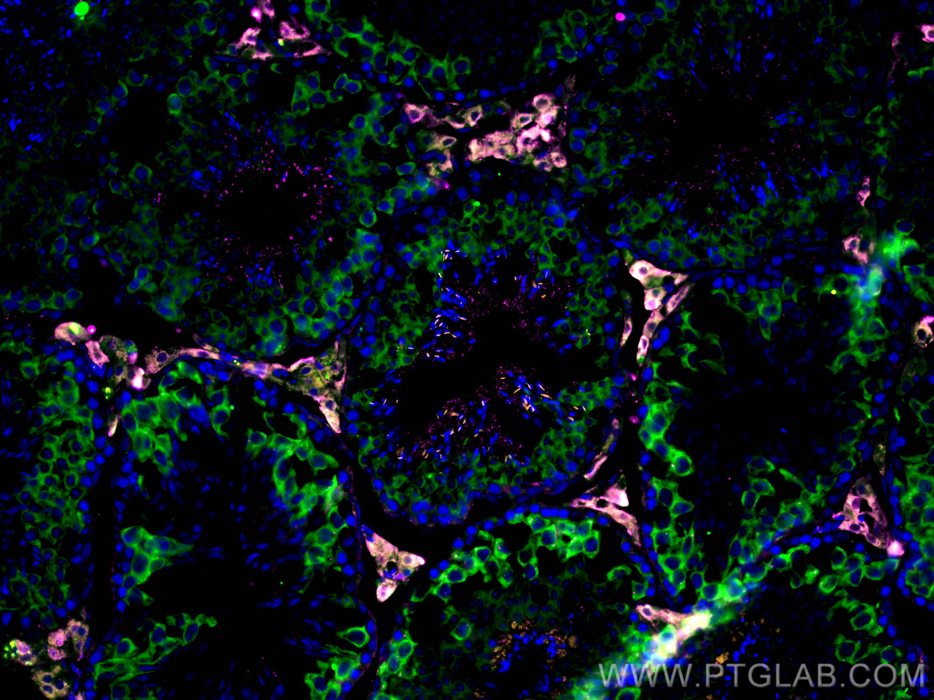 Immunofluorescence (IF) / fluorescent staining of mouse testis tissue using STAR Polyclonal antibody (12225-1-AP)