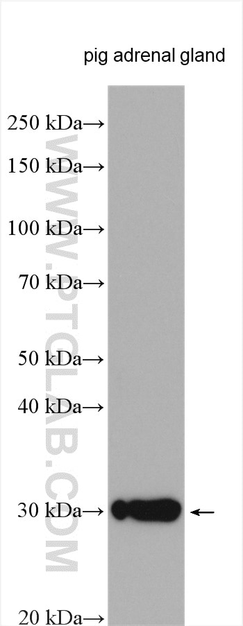 Western Blot (WB) analysis of various lysates using STAR Polyclonal antibody (12225-1-AP)