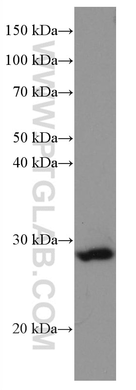 Western Blot (WB) analysis of K-562 cells using STAR Monoclonal antibody (67130-1-Ig)