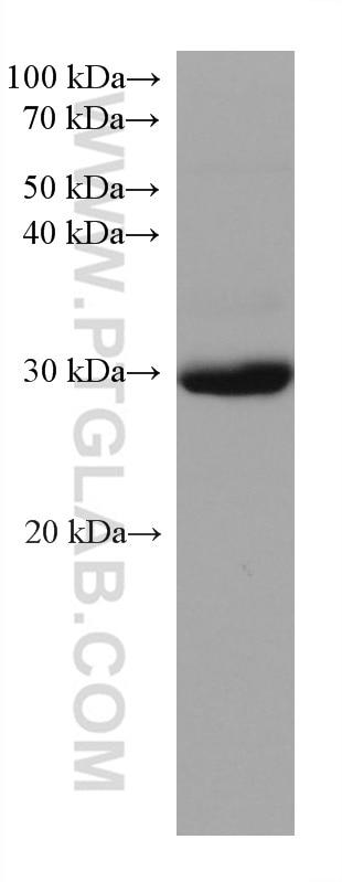 Western Blot (WB) analysis of THP-1 cells using STAR Monoclonal antibody (67130-1-Ig)