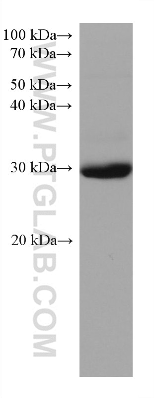 WB analysis of THP-1 using 67130-1-Ig
