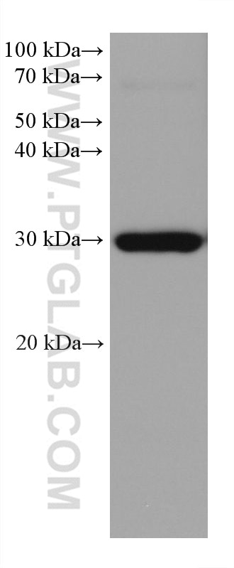 Western Blot (WB) analysis of human testis tissue using STAR Monoclonal antibody (67130-1-Ig)