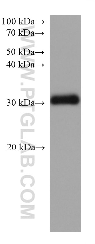 Western Blot (WB) analysis of pig adrenal gland tissue using STAR Monoclonal antibody (67130-1-Ig)