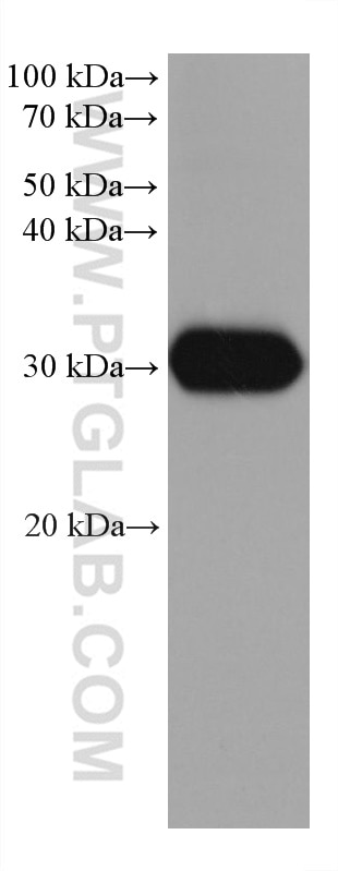 Western Blot (WB) analysis of rat adrenal gland tissue using STAR Monoclonal antibody (67130-1-Ig)