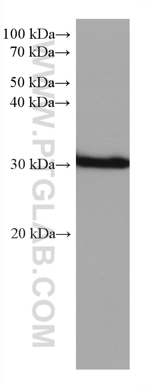 Western Blot (WB) analysis of rat testis tissue using STAR Monoclonal antibody (67130-1-Ig)