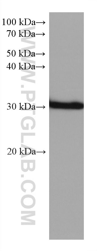 WB analysis of rat testis using 67130-1-Ig