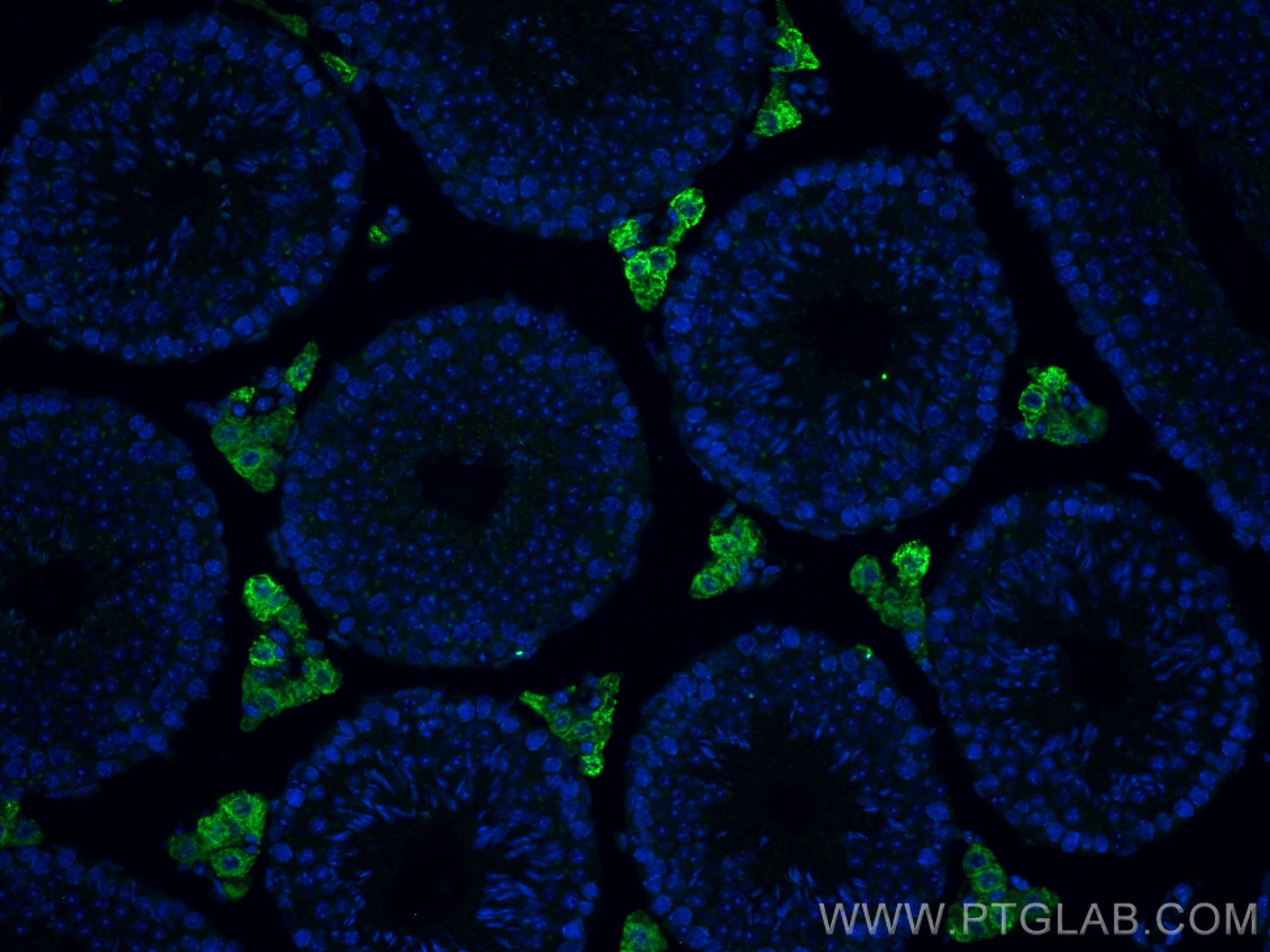 Immunofluorescence (IF) / fluorescent staining of mouse testis tissue using STAR Recombinant antibody (80751-1-RR)