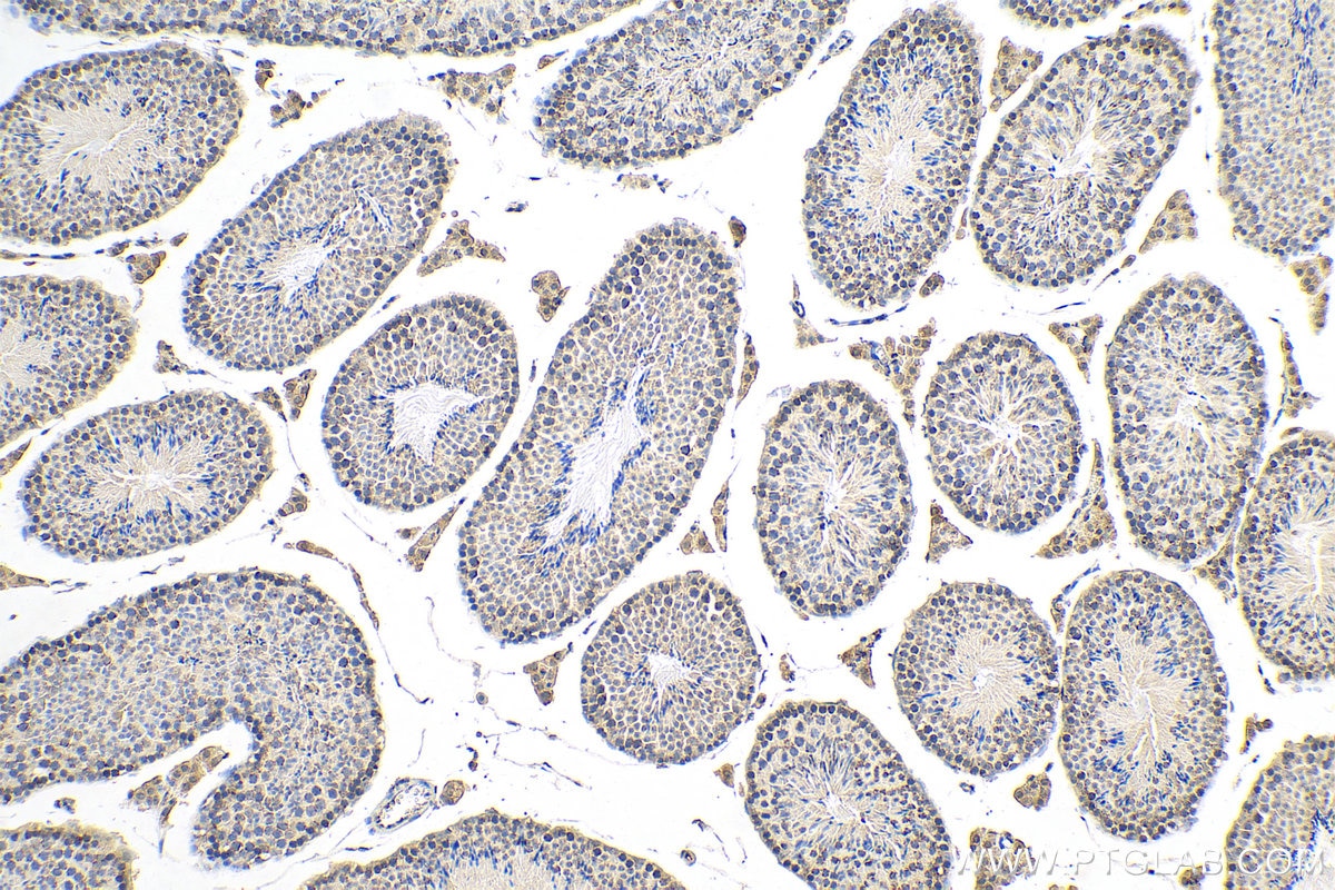 Immunohistochemistry (IHC) staining of mouse testis tissue using STAR Recombinant antibody (80751-1-RR)