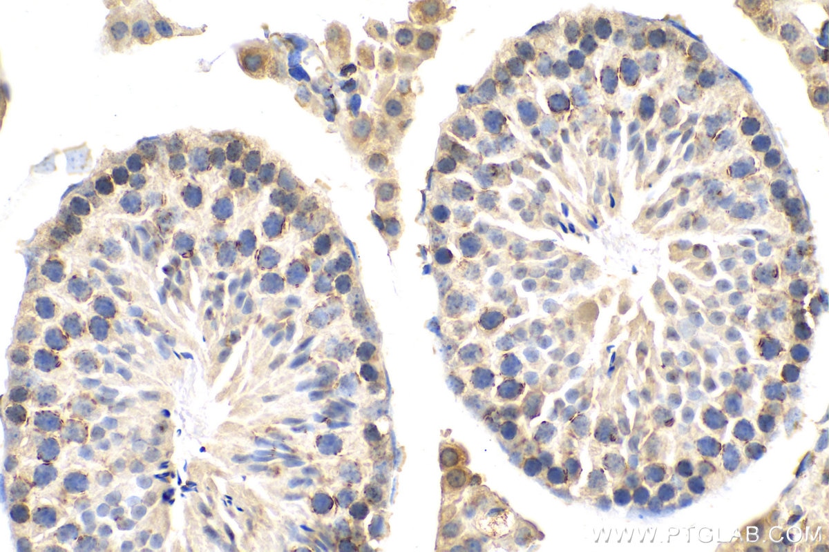 Immunohistochemistry (IHC) staining of mouse testis tissue using STAR Recombinant antibody (80751-1-RR)