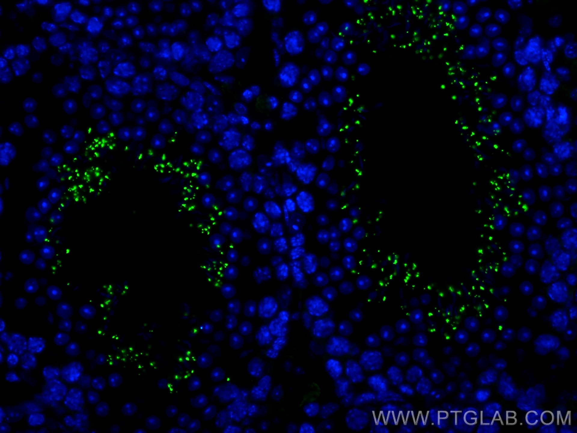 Immunofluorescence (IF) / fluorescent staining of mouse testis tissue using CoraLite® Plus 488-conjugated STAR Polyclonal anti (CL488-12225)