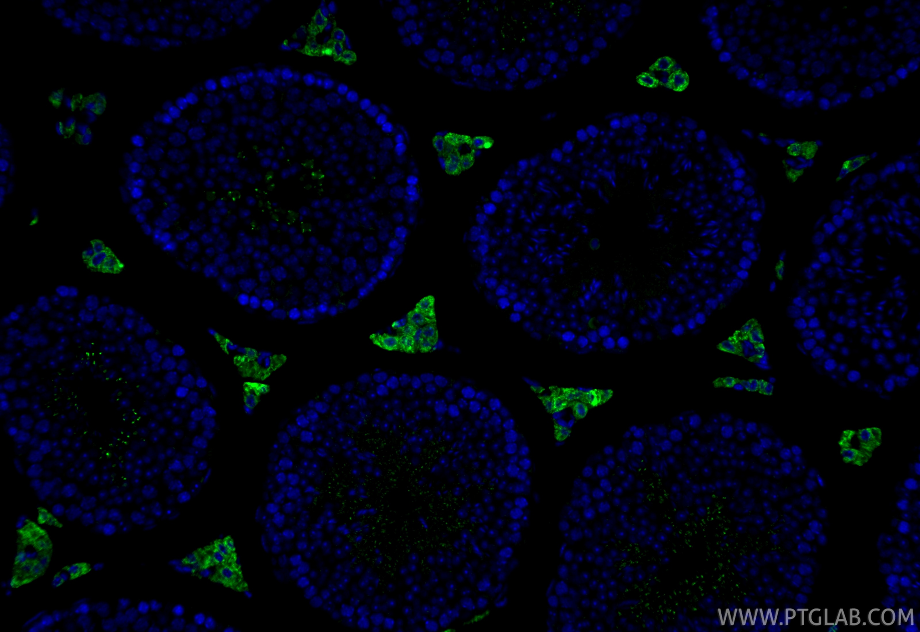 IF Staining of mouse testis using CL488-12225 Immunofluorescence (IF) / fluorescent staining of mouse testis tissue using CoraLite® Plus 488-conjugated STAR Polyclonal anti (CL488-12225)