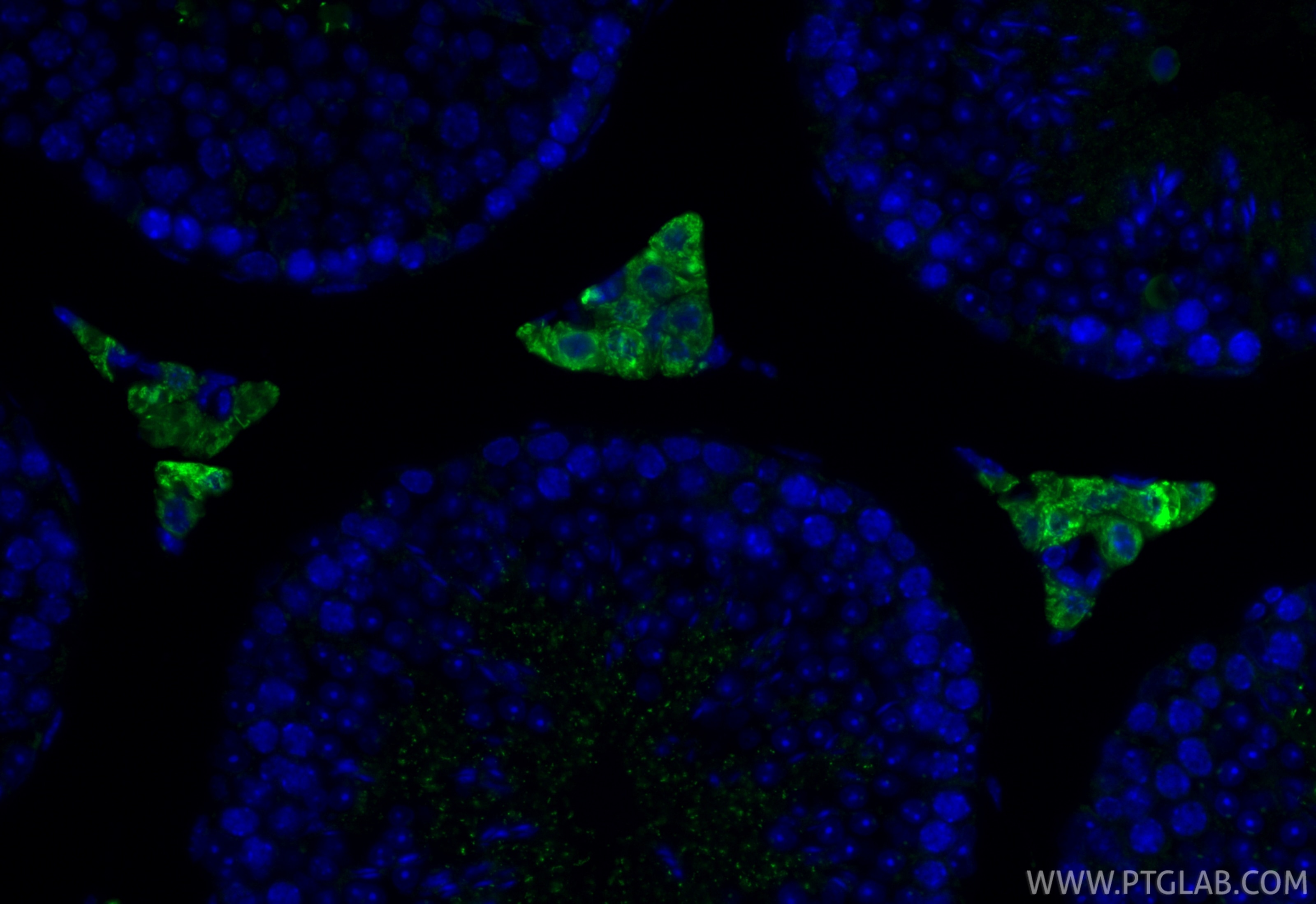 IF Staining of mouse testis using CL488-12225 Immunofluorescence (IF) / fluorescent staining of mouse testis tissue using CoraLite® Plus 488-conjugated STAR Polyclonal anti (CL488-12225)