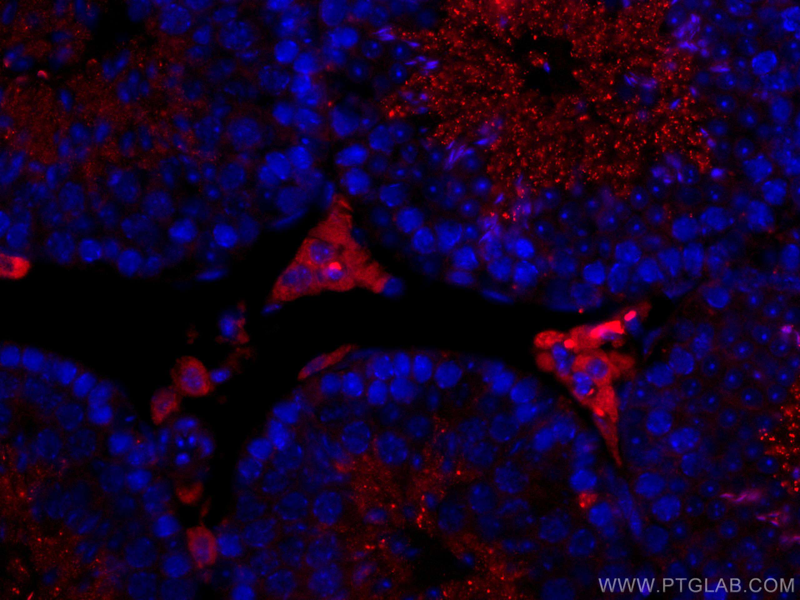 Immunofluorescence (IF) / fluorescent staining of mouse testis tissue using CoraLite®594-conjugated STAR Polyclonal antibody (CL594-12225)