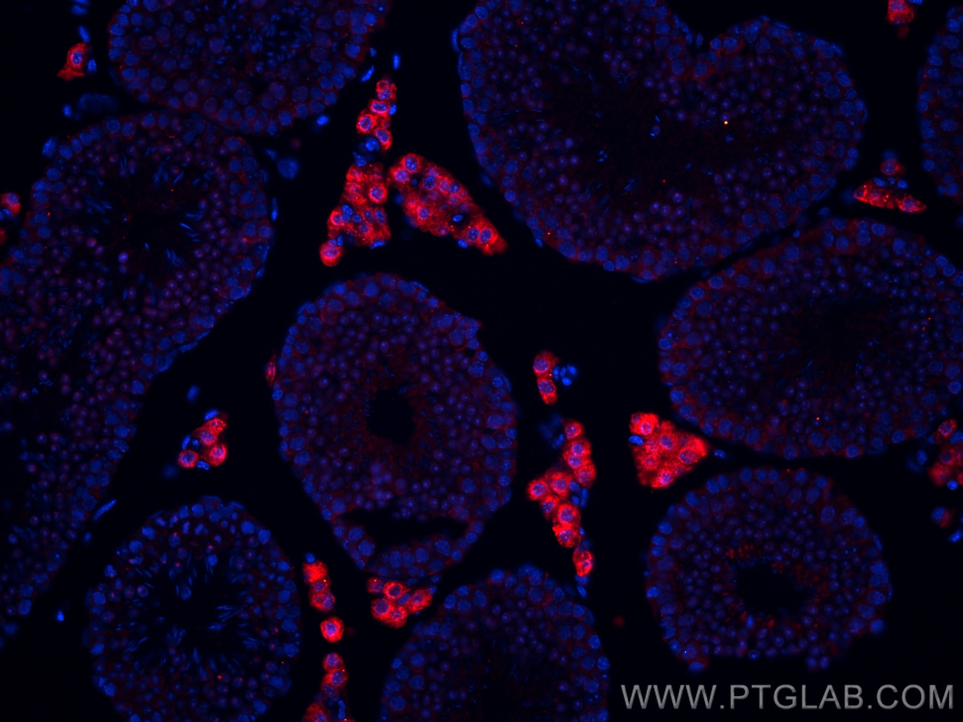 Immunofluorescence (IF) / fluorescent staining of mouse testis tissue using CoraLite®594-conjugated STAR Monoclonal antibody (CL594-67130)