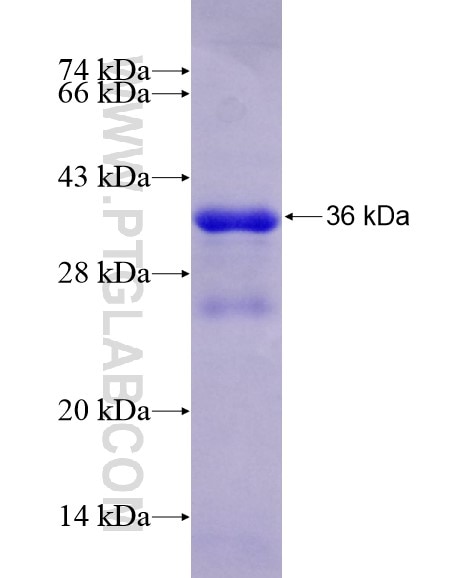 STAR fusion protein Ag28698 SDS-PAGE